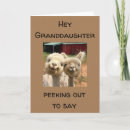 Search for emu birthday cards Photography