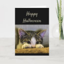 Search for scared cards Saying