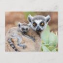 Search for lemur postcards Wild animals