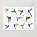 Search for white birds postcards Colourful