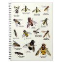 Search for hoverflies Hoverfly