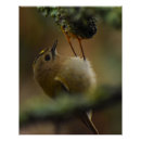 Search for tiny birds posters Wildlife