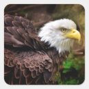 Search for eagles stickers Animal