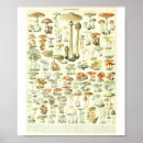 Search for champignons posters Fungus