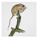 Search for cute mice posters Nature