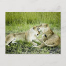 Search for affectionate postcards Wildlife