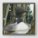 Search for loon clocks Wilderness