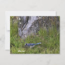 Search for blue jays postcards Birds