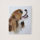Search for cavalier king charles puzzles Animal