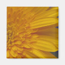 Search for gerber daisies magnets Gerbera