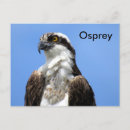 Search for learns postcards Bird