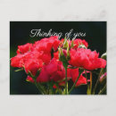 Search for dark pink rose postcards Floral