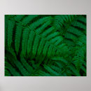 Search for fern posters Nature