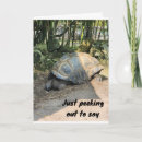 Search for tortoise birthday cards Photography