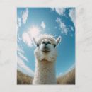 Search for alpaca postcards Wildlife