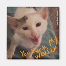 Search for stray magnets Kitten