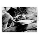 Search for black white photography cards Wildlife