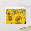 Search for yellow sunflowers postcards Floral