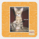 Search for idiot stickers I can has cheezburger