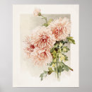 Search for chrysanthemum art Mums