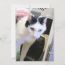 Search for white cats cards Rescue