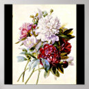 Search for pierre joseph redoute posters Botanical