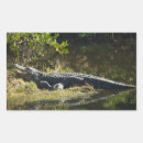 Search for alligators stickers Everglades