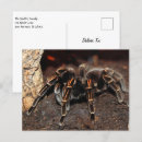 Search for spider postcards Hairy