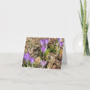 Search for crocus cards Purple
