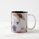 Search for shy mugs Puppy