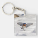 Search for bluebird key rings Wild
