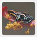 Search for rain forest stickers Nature