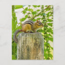 Search for adorable chipmunk vertical postcards Nature