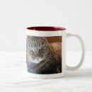 Search for kitty face photography Meow
