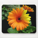 Search for gerber daisy mousepads Flora