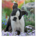 Search for boston terrier shower curtains Dog