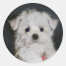 Search for maltese stickers Animal