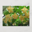 Search for angel trumpets postcards Brugmansia