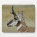 Search for pronghorn electronics Antilocapra americana