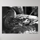 Search for watcher the posters Wildlife
