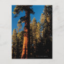 Search for sequoia national park postcards Usa