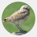 Search for burrow stickers Burrowing owl