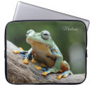 Search for smart frog Cute