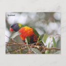 Search for lorikeet parrot postcards Lories