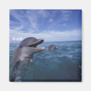 Search for habitat magnets Ocean