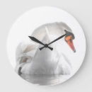 Search for swan clocks Water bird