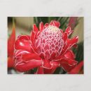 Search for torch postcards Tropical