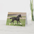 Search for bob cards Breed