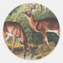 Search for deer drawing stickers Wildlife