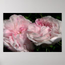 Search for rosa art Roses